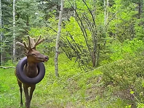 Un wapiti enfin libéré du pneu coincé autour de son cou depuis deux...
